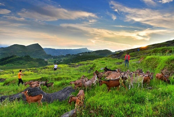 習水這五年:現(xiàn)代農(nóng)業(yè)助推鄉(xiāng)村振興