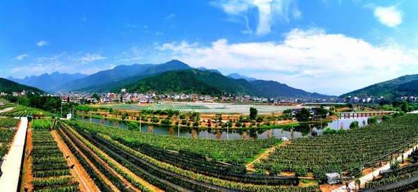 習水這五年:現(xiàn)代農(nóng)業(yè)助推鄉(xiāng)村振興