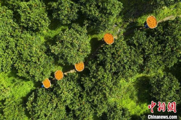 三峽庫區(qū)湖北秭歸：智慧農(nóng)業(yè)釋放&ldquo;紅利&rdquo;