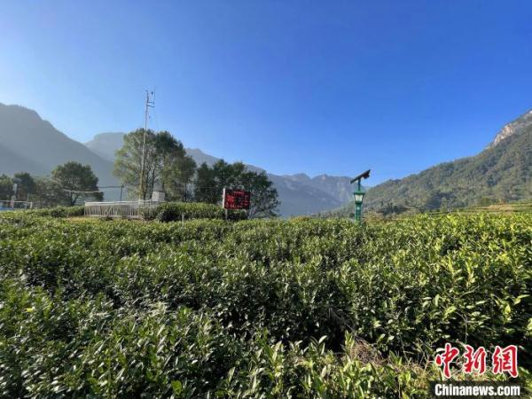 三峽庫區(qū)湖北秭歸：智慧農(nóng)業(yè)釋放&ldquo;紅利&rdquo;