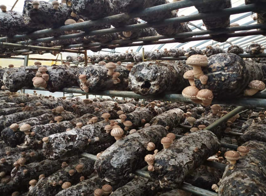 標準化香菇生產(chǎn)大棚 