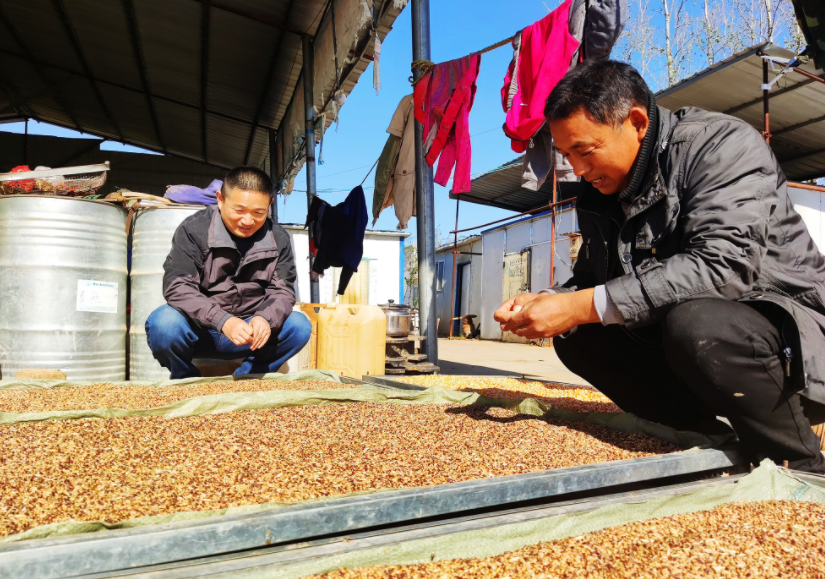 國家加大農業獎補力度,對農民種糧是個好消息,2022年該如何調整