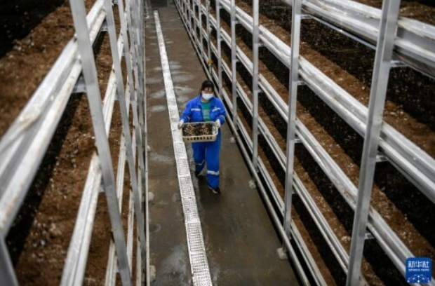 河北灤平：打造智慧農(nóng)業(yè)園區(qū) 促進(jìn)食用菌產(chǎn)業(yè)快速發(fā)展