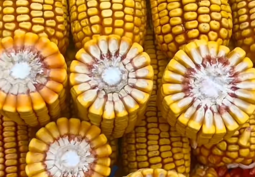 紅軸品種高產呢還是白品種高產?