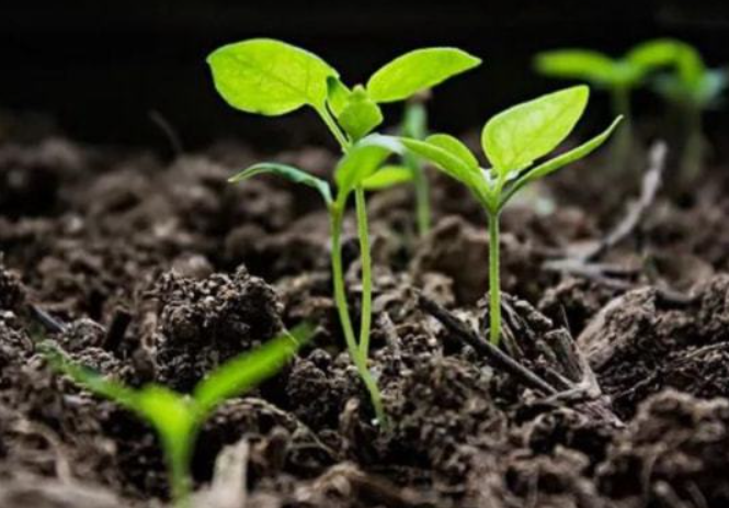 政策：國家支持設(shè)施農(nóng)業(yè)合法用地；雨潤控股：負(fù)債超過1000億元