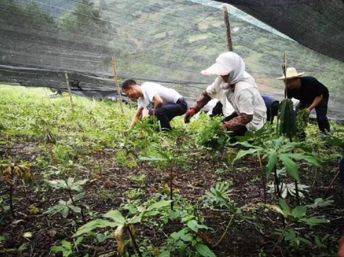 甘肅移動:“5G技術”進藥田,智慧農業“顯身手”