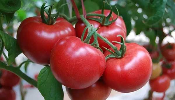 【海外農業】沙漠種糧食,零排放養魚,空氣中取水…以色列如何逆天成為農業強國?