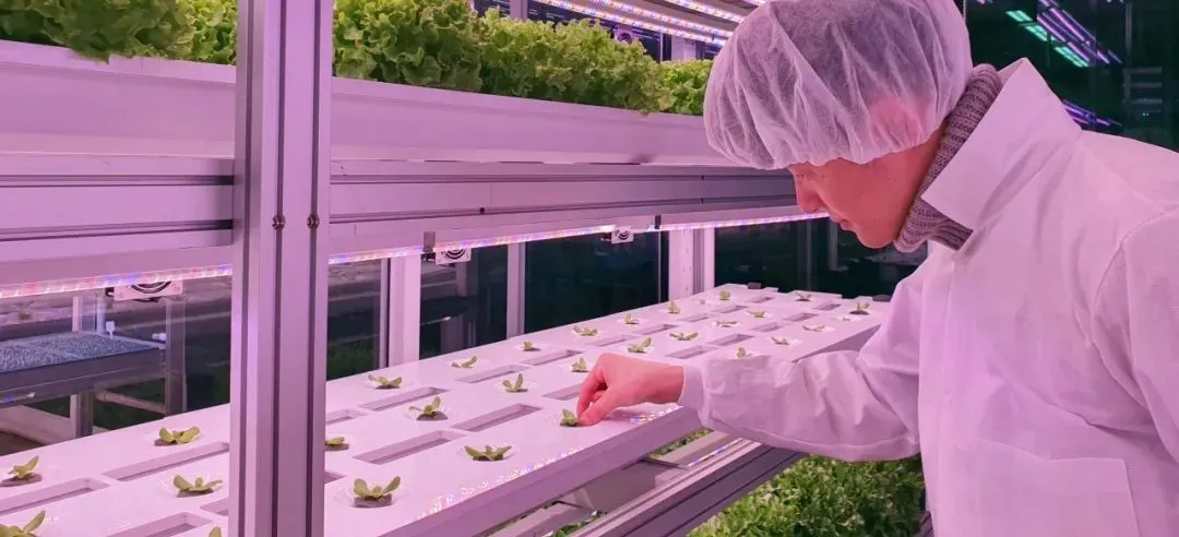 垂直農(nóng)業(yè)領(lǐng)域的“泡沫”要爆?