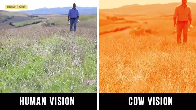 元宇宙催產!土耳其奶牛戴上VR頭盔