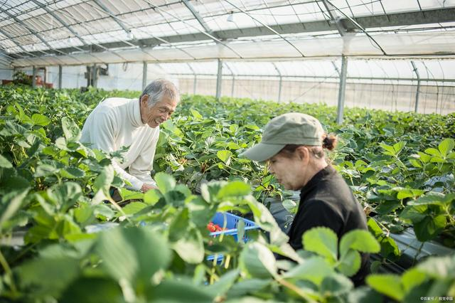 三大智慧農業特點,引領現代農業發展