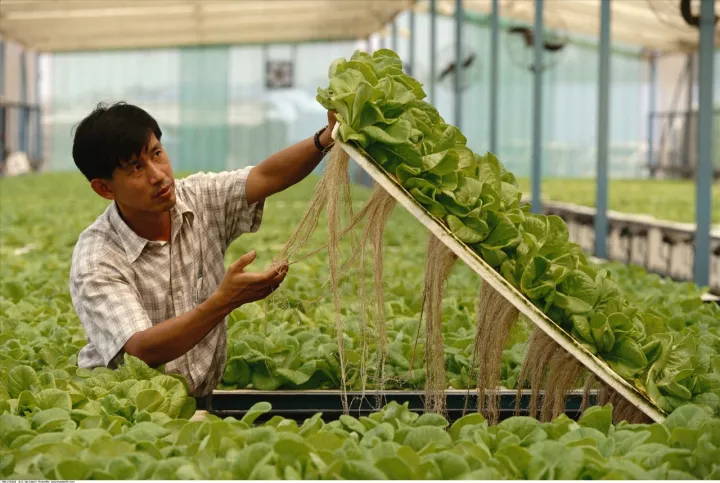 新加坡農(nóng)業(yè)：5大創(chuàng)新玩法，中國農(nóng)業(yè)值得借鑒