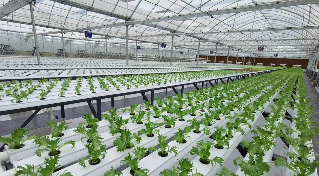 提檔升級(jí)！“十四五”期間我省將建50個(gè)省級(jí)現(xiàn)代農(nóng)業(yè)產(chǎn)業(yè)高質(zhì)量發(fā)展示范園