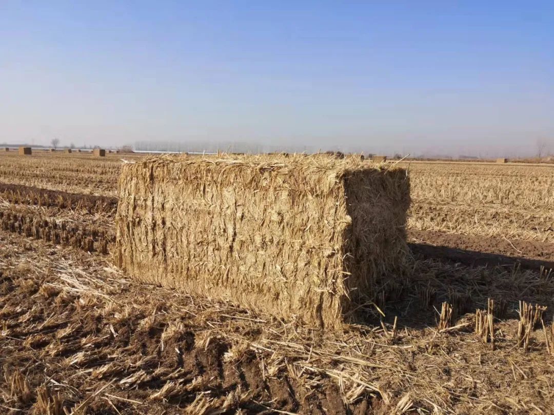 填補我國高端打捆機領域空白！大型高密度打捆機研制成功！