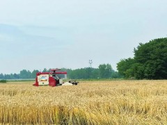 羅錫文院士現場指導！四川首個無人農場小麥豐收！