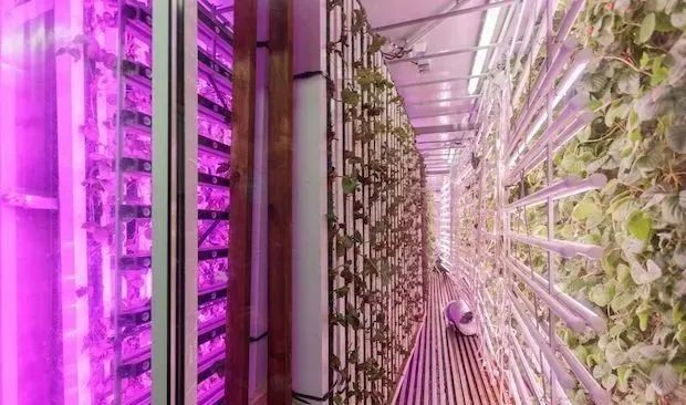 失敗案例！又一個(gè)垂直農(nóng)業(yè)先驅(qū)倒下，留給中國(guó)農(nóng)業(yè)老板的思考