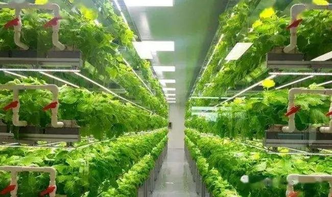 【高科技農業】這一新型產業將提升農業產能接近400倍！