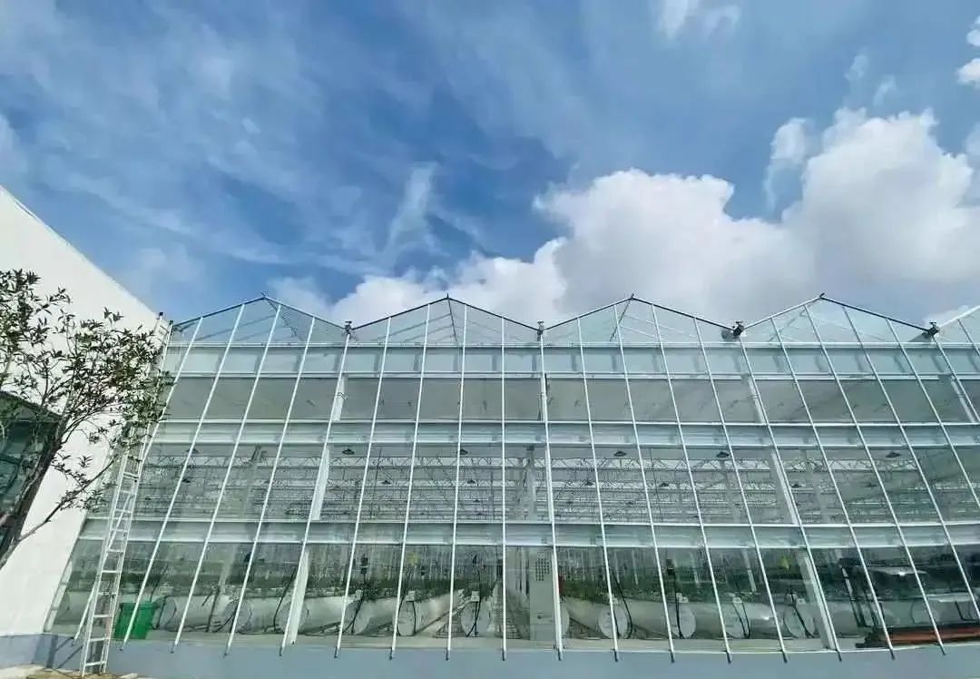 棚內(nèi)28攝氏度！嘉興這里的數(shù)字農(nóng)業(yè)車(chē)間很“清涼”