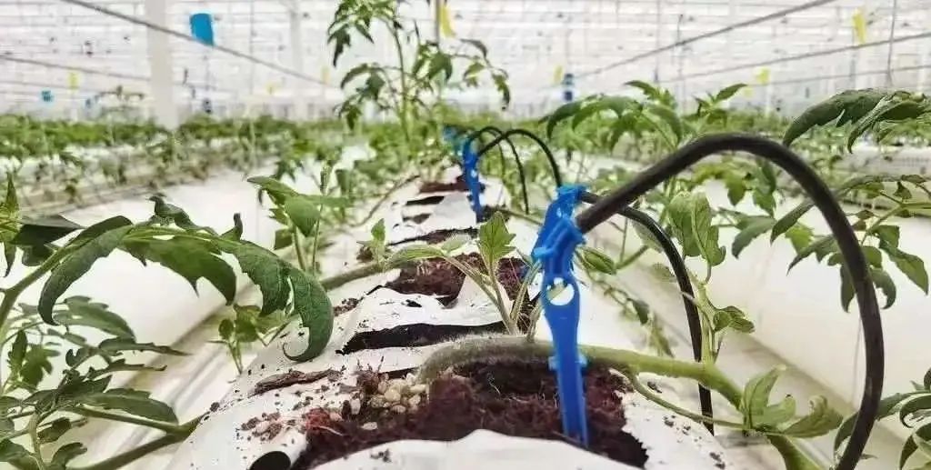 棚內(nèi)28攝氏度！嘉興這里的數(shù)字農(nóng)業(yè)車(chē)間很“清涼”