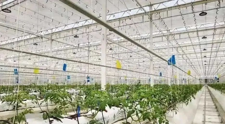 棚內(nèi)28攝氏度！嘉興這里的數(shù)字農(nóng)業(yè)車(chē)間很“清涼”