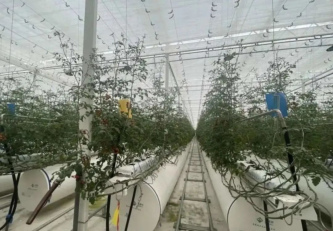 棚內(nèi)28攝氏度！嘉興這里的數(shù)字農(nóng)業(yè)車(chē)間很“清涼”