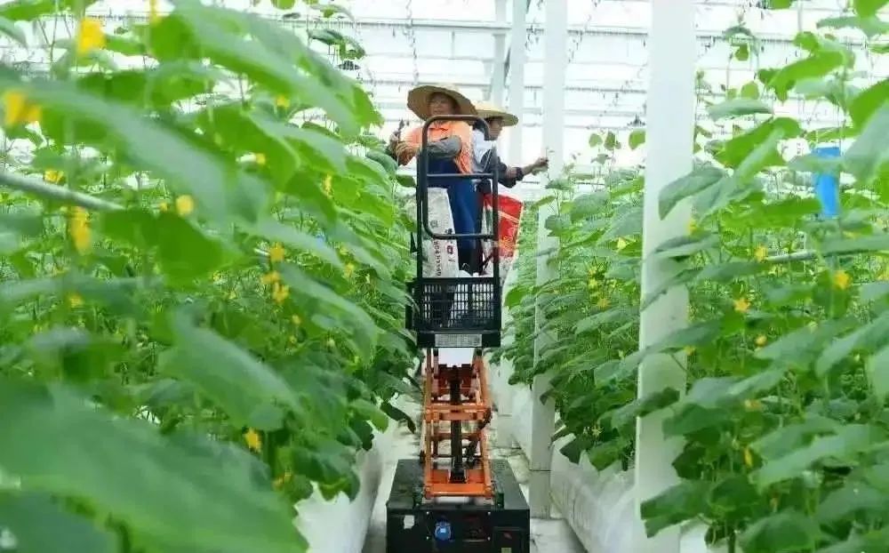 棚內(nèi)28攝氏度！嘉興這里的數(shù)字農(nóng)業(yè)車(chē)間很“清涼”