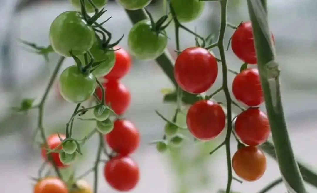 棚內(nèi)28攝氏度！嘉興這里的數(shù)字農(nóng)業(yè)車(chē)間很“清涼”