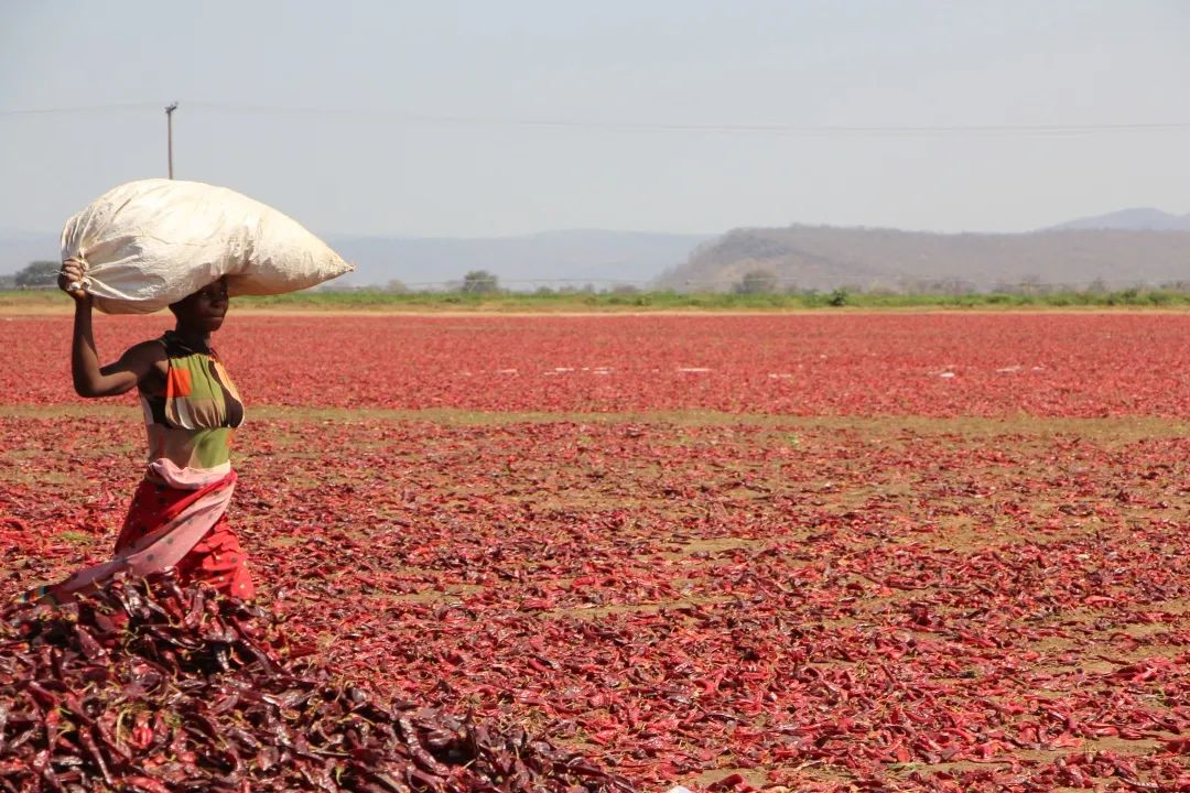 河北農(nóng)業(yè)大學：多途徑推進“一帶一路”建設