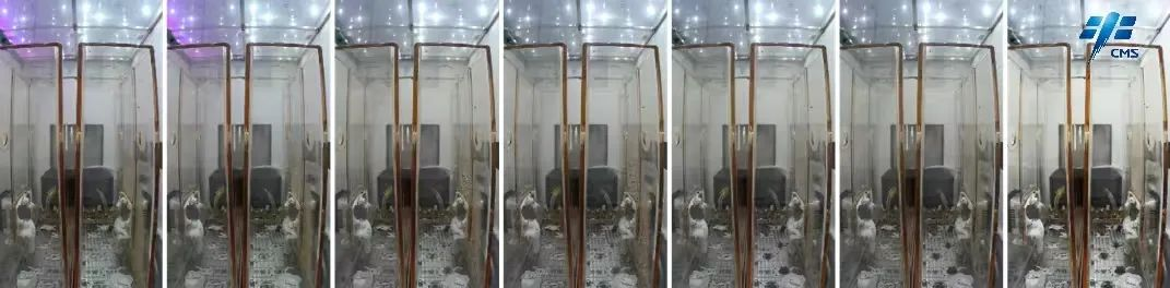 中國空間站問天實驗艙中擬南芥種子和水稻種子已成功萌發 目前長勢良好 中國空間站問天實驗艙中擬南芥種子和水稻種子已成功萌發 目前長勢良好