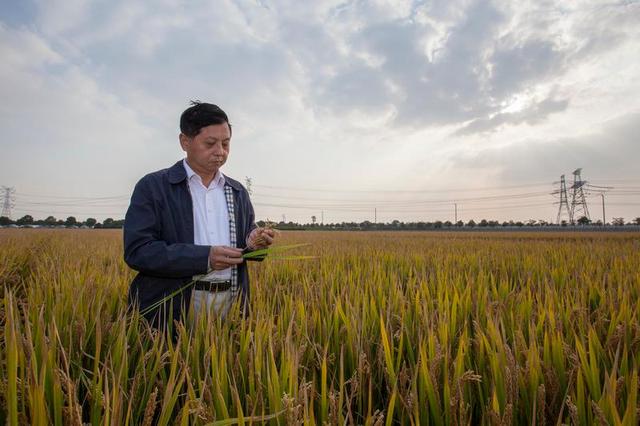 讓中國(guó)的水養(yǎng)得起中國(guó)的稻 世界首創(chuàng)的上海稻種可減排90%,掀起水稻“藍(lán)色革命” 讓中國(guó)的水養(yǎng)得起中國(guó)的稻 世界首創(chuàng)的上海稻種可減排90%,掀起水稻“藍(lán)色革命”