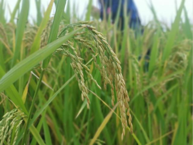 讓中國(guó)的水養(yǎng)得起中國(guó)的稻 世界首創(chuàng)的上海稻種可減排90%,掀起水稻“藍(lán)色革命” 讓中國(guó)的水養(yǎng)得起中國(guó)的稻 世界首創(chuàng)的上海稻種可減排90%,掀起水稻“藍(lán)色革命”