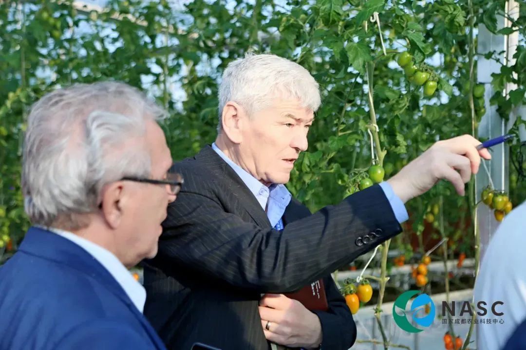 垂直農(nóng)業(yè)：鏈接城市和農(nóng)業(yè)的新模式