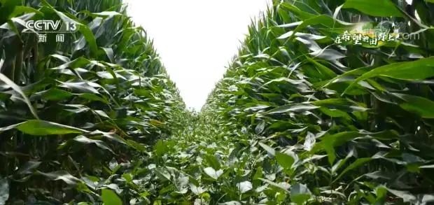 農(nóng)機具“換裝” 備戰(zhàn)秋糧收獲季