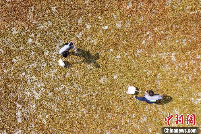 正在晾曬的油茶果陳楚紅攝