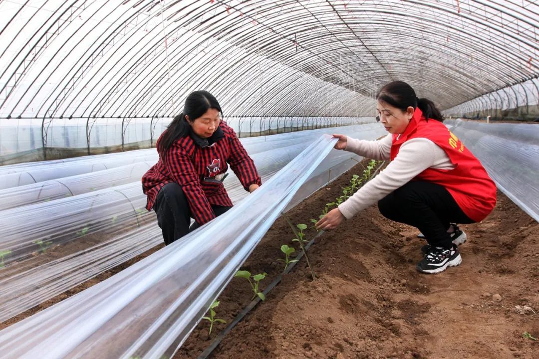 超30省區市將遭寒潮速凍，17條蔬菜生產官方指導，建議收藏！