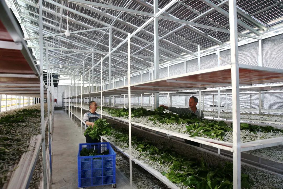 超30省區市將遭寒潮速凍，17條蔬菜生產官方指導，建議收藏！