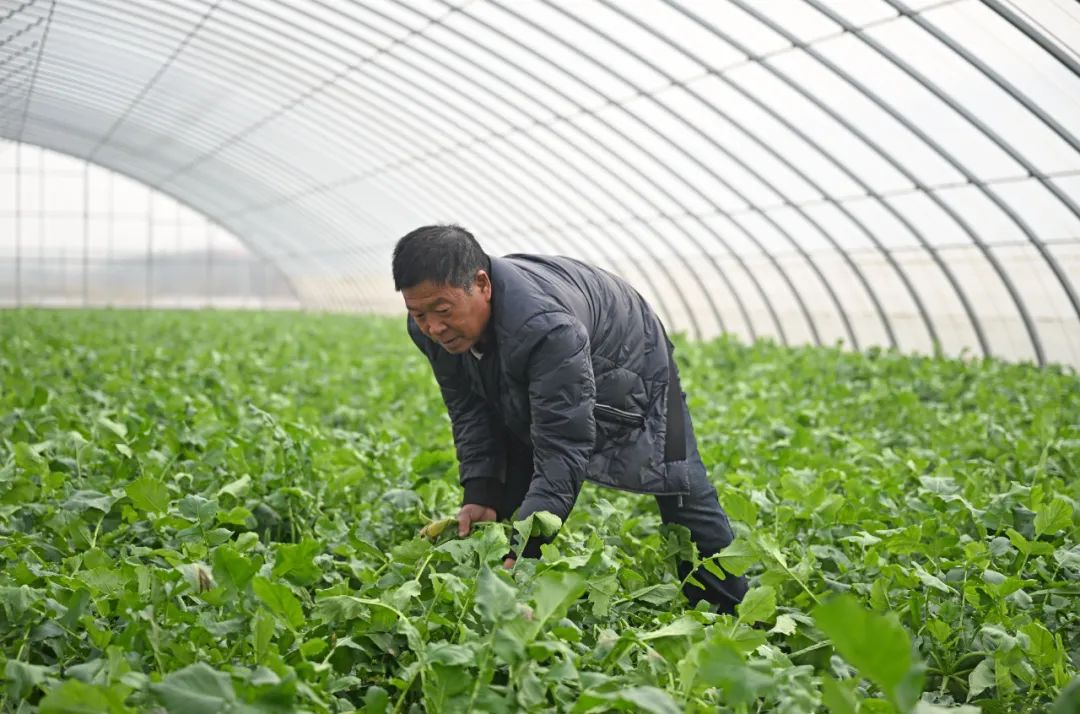 超30省區市將遭寒潮速凍，17條蔬菜生產官方指導，建議收藏！