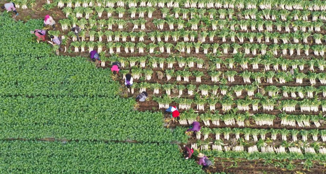 超30省區市將遭寒潮速凍，17條蔬菜生產官方指導，建議收藏！