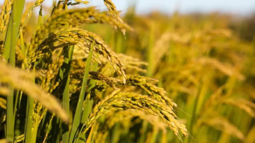 《國(guó)家農(nóng)作物優(yōu)良品種推廣目錄（2023年）》| 水稻品種簡(jiǎn)介