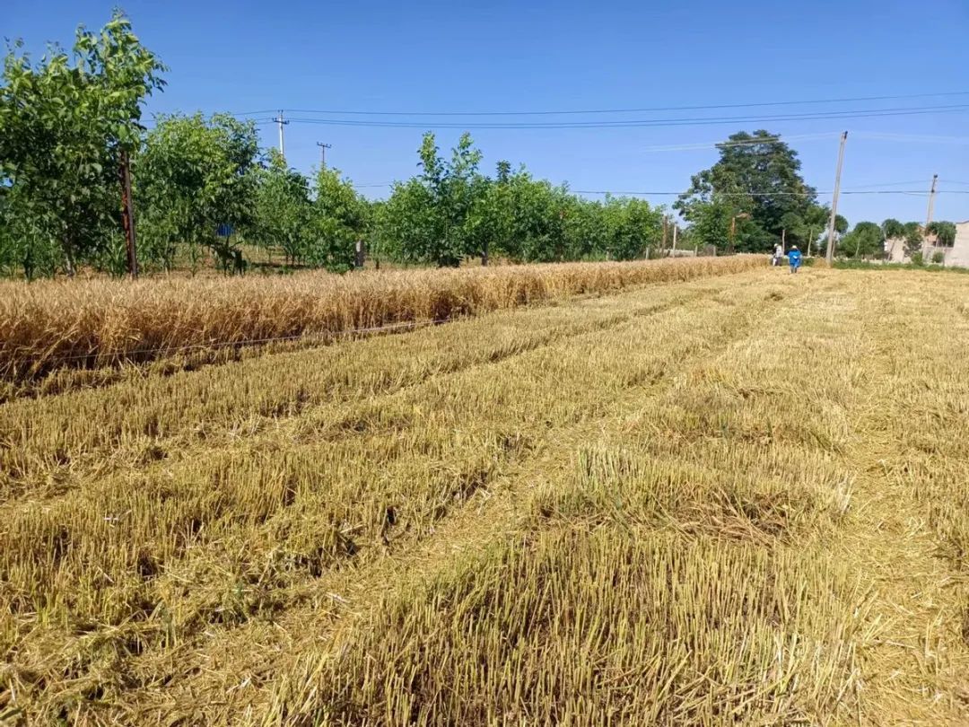 陜西：關(guān)中夏玉米應(yīng)對陰雨天氣播種技術(shù)措施