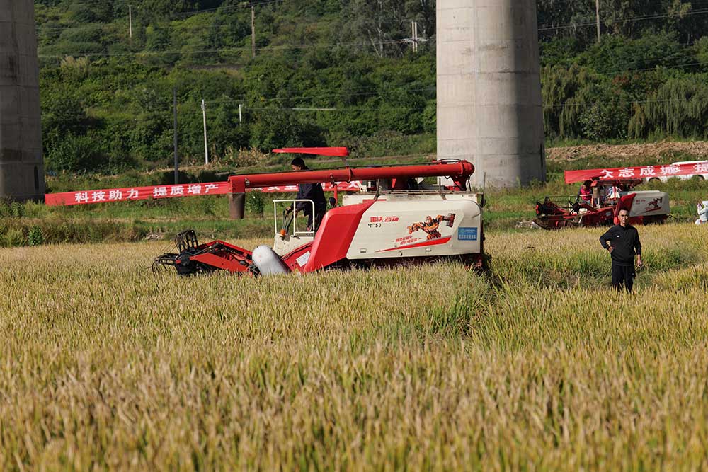 1251.5公斤！超級(jí)稻高產(chǎn)新紀(jì)錄在四川德昌誕生
