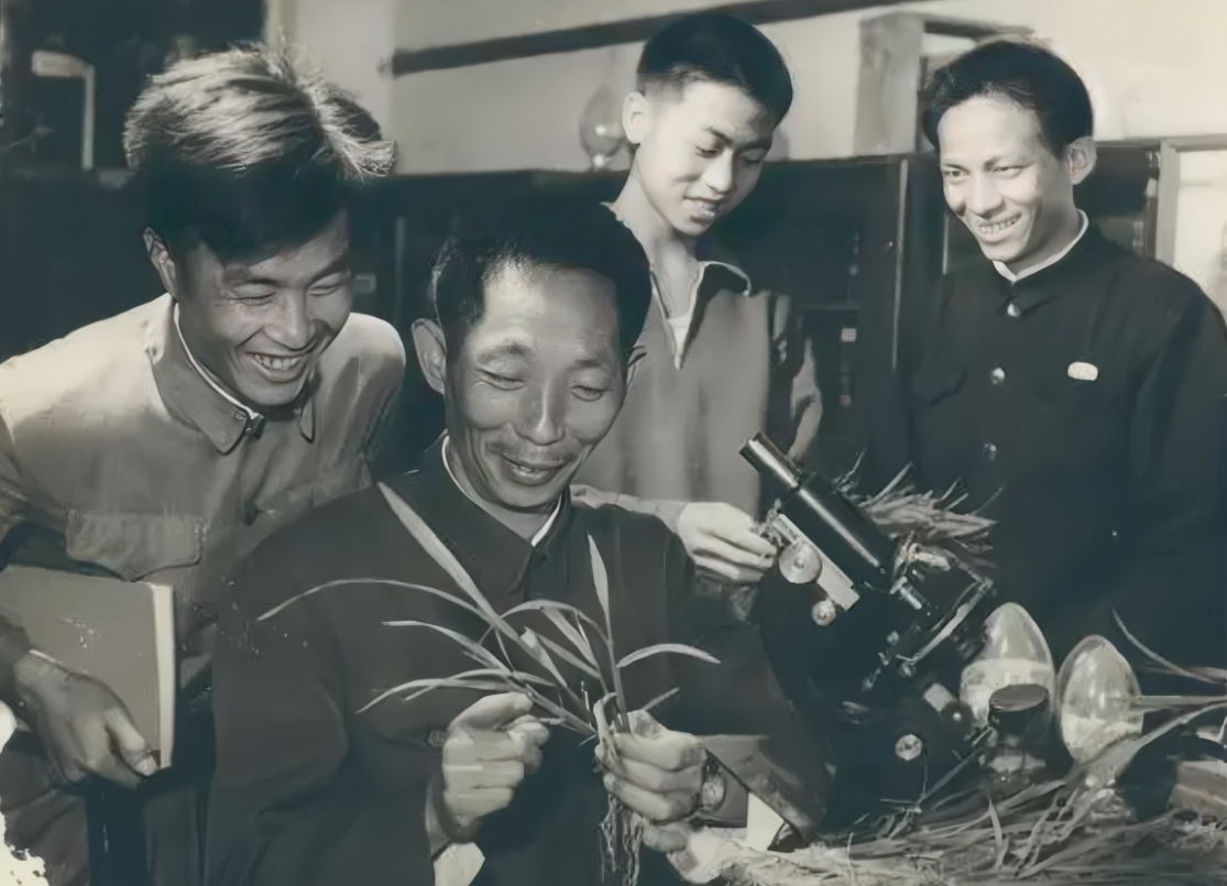 袁隆平(左二)在安江農校研究雜交水稻 袁隆平(左二)在安江農校研究雜交水稻