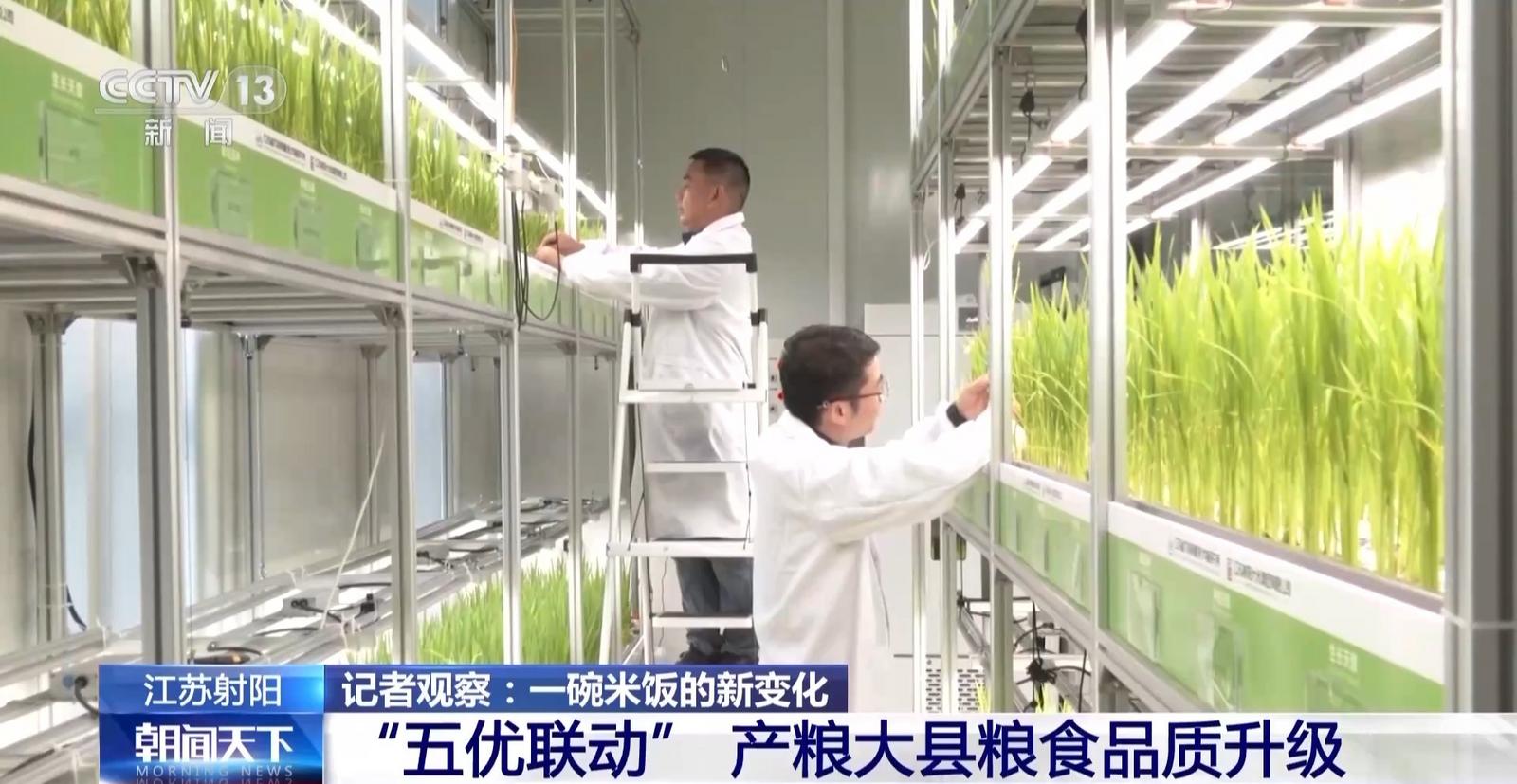 從一碗米飯看糧食品質(zhì)升級(jí)