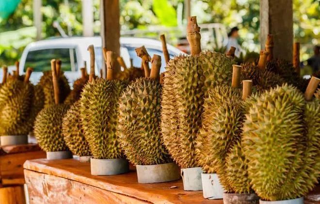 泰國榴梿對華出口不斷擴(kuò)大 泰國榴梿對華出口不斷擴(kuò)大