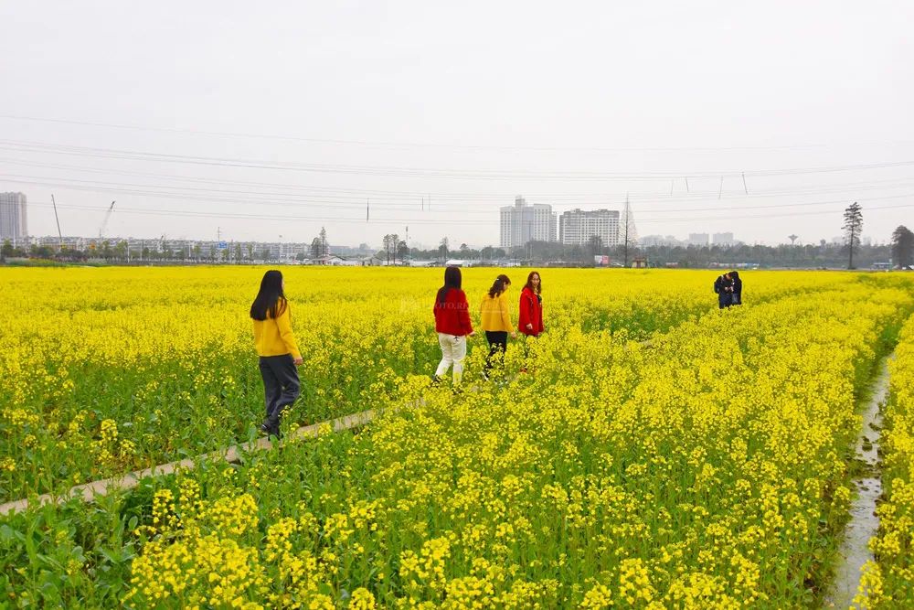 重點作物增加至4個！今年我國深入推進大面積單產(chǎn)提升行動