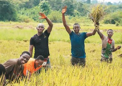 中國(guó)水稻技術(shù)惠及科特迪瓦民眾