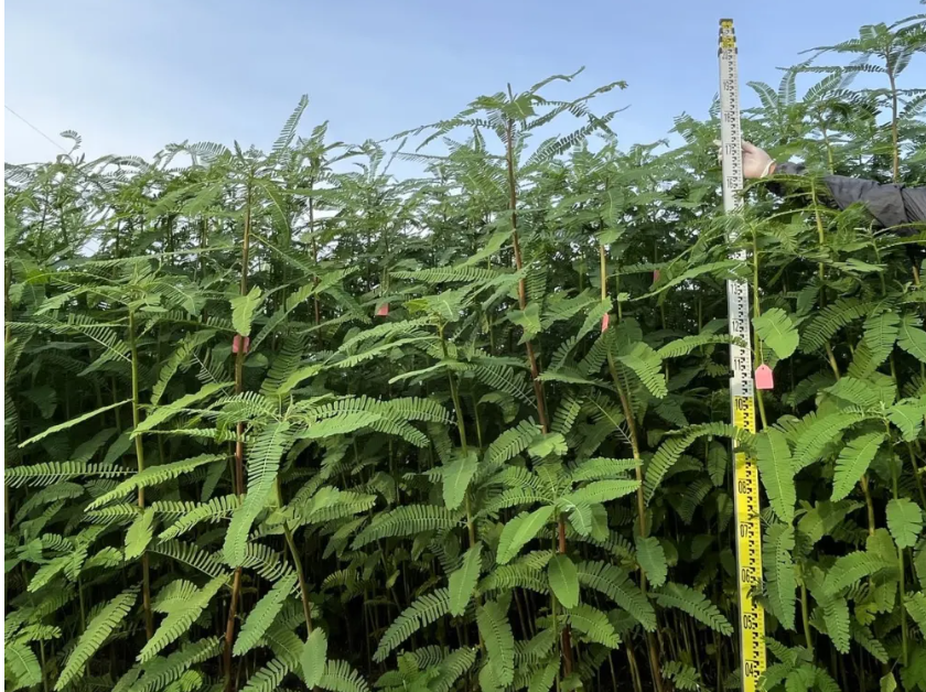 畝產(chǎn)飼草超2噸！我國(guó)生物改良鹽堿地技術(shù)新進(jìn)展